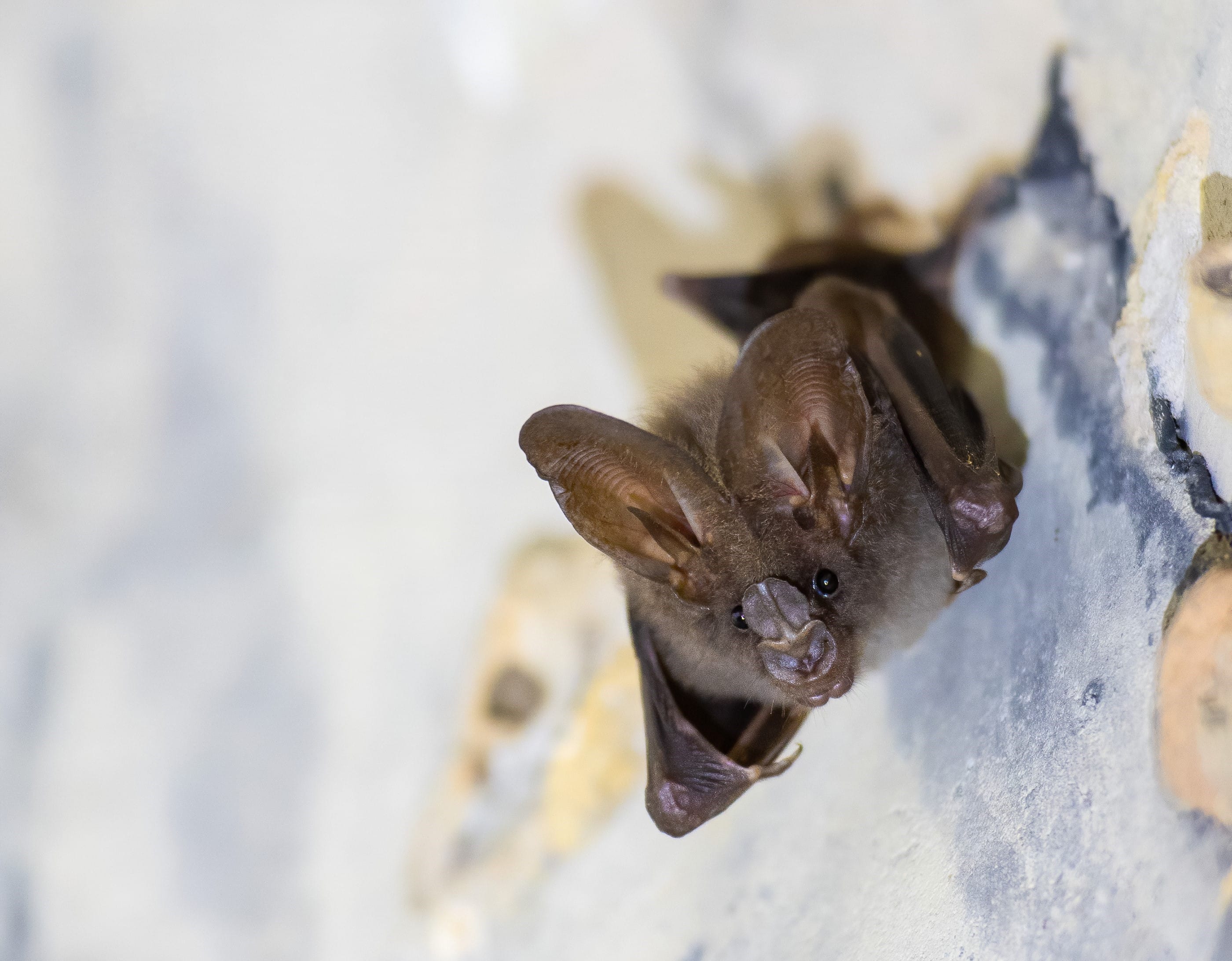 Photograph of a Lesser False Vampire Bat roosting